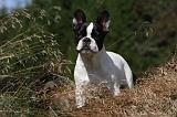 BOULEDOGUE FRANCAIS 905